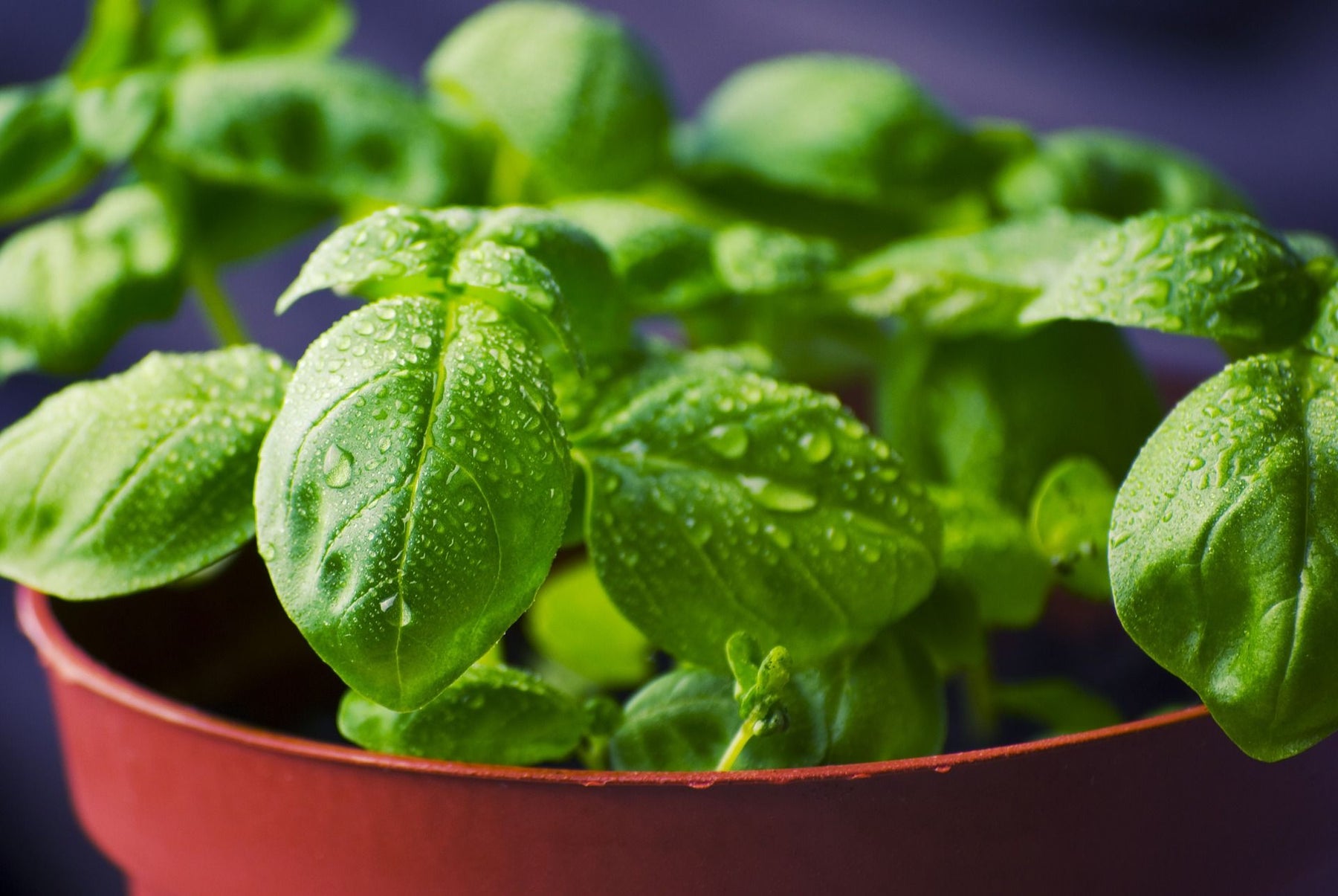 How to Care for Your Marble Tulsi Pot: Maintenance Tips and Best Practices